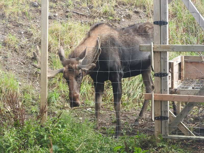 The Useful Guide to Puffin Watching tours in Newfoundland: What to Expect on Your First Visit 7 Moose in Salmonier Nature park in New Foundland