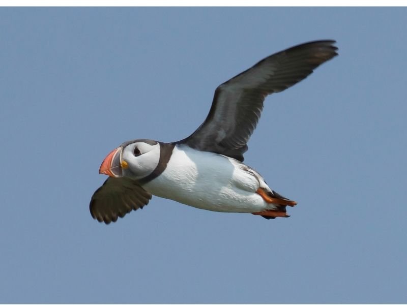 puffin image