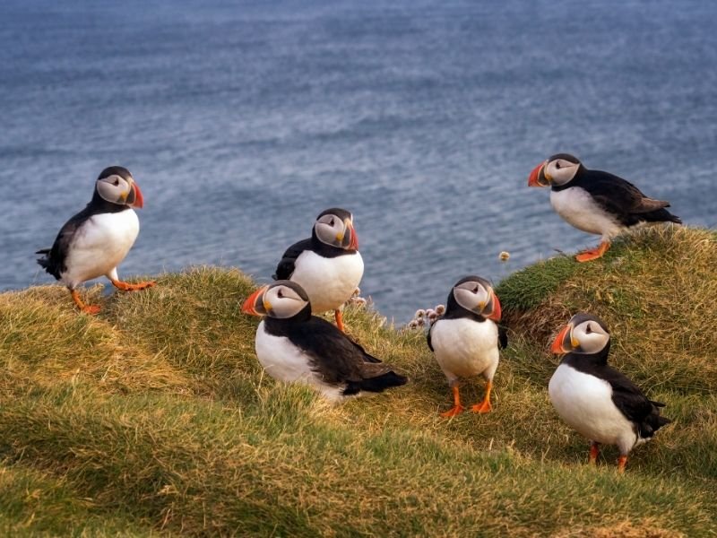 The Useful Guide to Puffin Watching tours in Newfoundland: What to Expect on Your First Visit 11 Puffin image