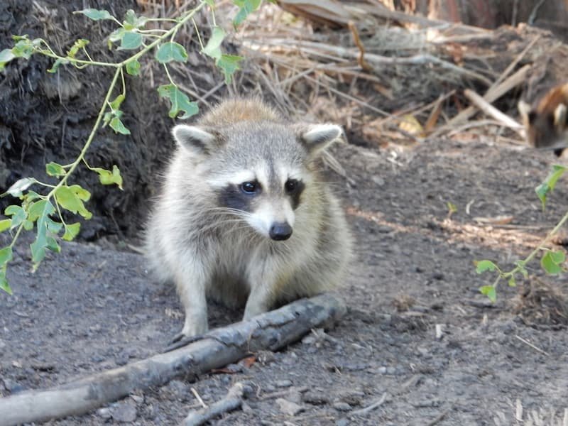 2-Day New Orleans Itinerary: Best Things to Do on a Weekend Trip 12 Raccoon in the boat tour New Orleans
