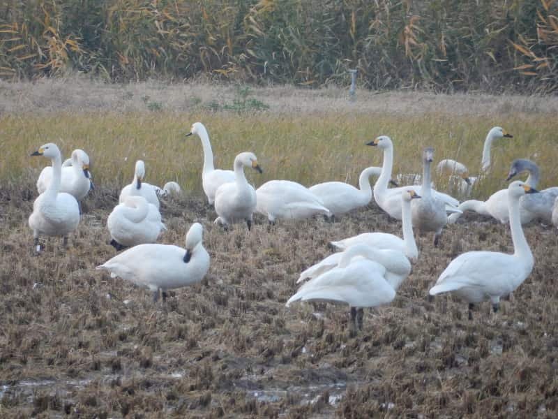 Renting a Car in Japan: Worth It? I Spent ¥79,000 vs ¥65,000 by Train - Here's My Honest Take 5 Hakucho no Sato - Swan Sanctuary Ishikawa Japan